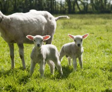 De eerste lammetjes van het jaar
