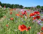 Bloemenpracht